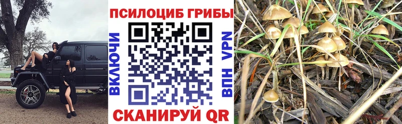 Галлюциногенные грибы GOLDEN TEACHER  Купить где  Ирбит 